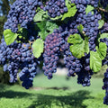 Glenora Seedless Grape Plant | Live Vitis labrusca Vine for Backyard Vineyard & Edible Landscape