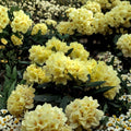 Rhododendron ‘Capistrano’ Live Evergreen Shrub with Soft Yellow Blooms, #2 Container, Hardy, Award-Winning Plant