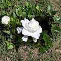 Heirloom Gardenia Plant – Bare Root Shrub with Fragrant White Blooms – Gardenia jasminoides, 1.5–2 ft