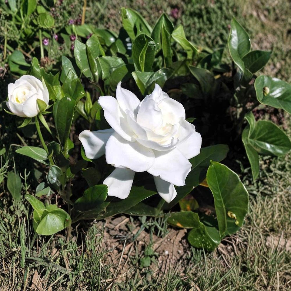 Heirloom Gardenia Plant – Bare Root Shrub with Fragrant White Blooms – Gardenia jasminoides, 1.5–2 ft