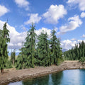 Blue Weeping Alaskan Cedar Live Evergreen Conifer 12-Inch Glauca Pendula Nootka Cypress