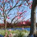 Mokel Japanese Flowering Apricot Tree Bare Root Prunus mume Ume Fruit Tree Pink Blooms, Ornamental and Edible