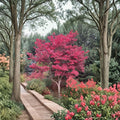 Fireglow Japanese Maple Tree – Acer palmatum ‘Fireglow’ Live Tree in #3 Container with Bright Red Foliage, Ornamental Maple