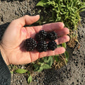 Ponca Thornless Blackberry Live Rooted Plant – Upright, Sweet Blackberries, Thornless Cane, Zones 5–9