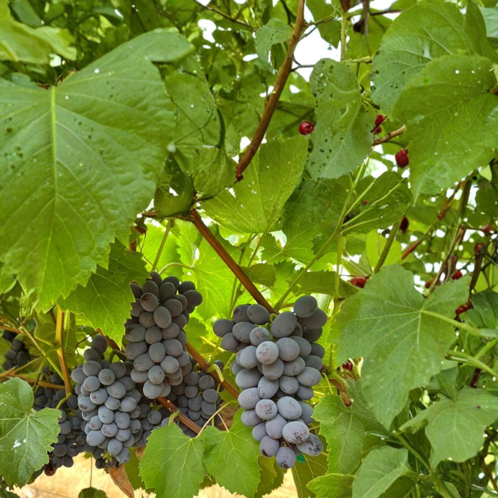 Black Seedless Muscat Grape Cuttings – Vitis vinifera, Seedless, Aromatic, Live Propagation, Easy to Grow, Backyard Vineyard