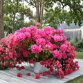Rhododendron ‘Anna Rose Whitney’ Live Evergreen Shrub | Pink Blooms | Hardy Landscape Plant | Field Grown 18–21 Inches Wide