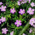 Wild Geranium Root Divisions – 5 Live Plants, Purple Blooms, Cranesbill Perennial, Geranium maculatum, Native Shade & Sun Garden Plant