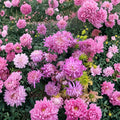 2-Pack Pink Queen Mum Chrysanthemum Plants – Perennial Flowers in Nursery Pots with Large Pink Blooms