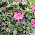 Rhododendron ‘Scintillation’ Live Evergreen Shrub | Bright Pink Blooms | Award-Winning Hardy Plant | Container Grown
