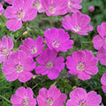 Geranium sanguineum Bare Roots – Hardy Perennial Ground Cover with Magenta Pink Flowers, Easy to Grow, Low Maintenance