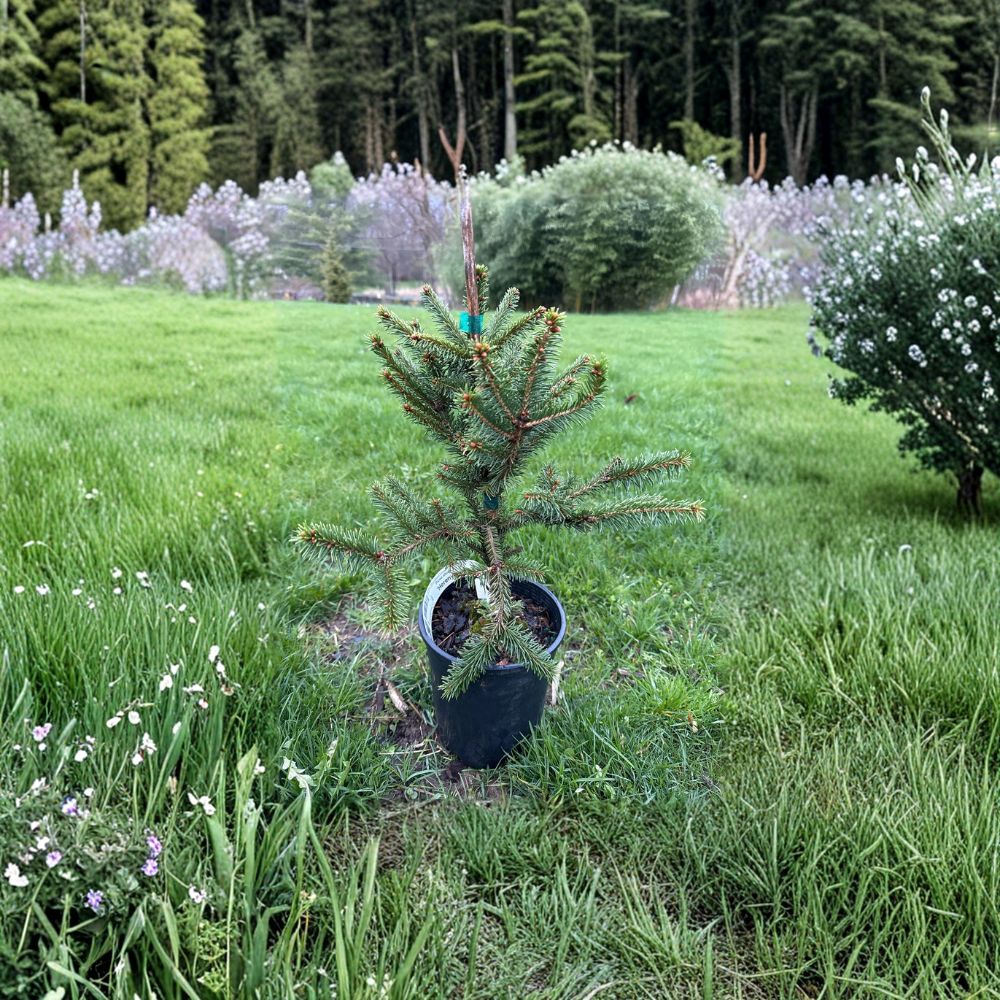 Dwarf Norway Spruce Conifer 10 Inch Tall Globe-Shaped Evergreen Picea abies for Garden, Container, Landscape
