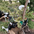 Sahara Ice Atlas Cedar Live Evergreen Conifer 12 Inch Tall Cedrus atlantica Narrow Blue White Plant