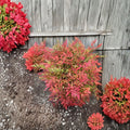 Dwarf Evergreen Shrub with Red Winter Foliage – Moon Bay Heavenly Bamboo Nandina domestica ‘Moon Bay’ Container Plant