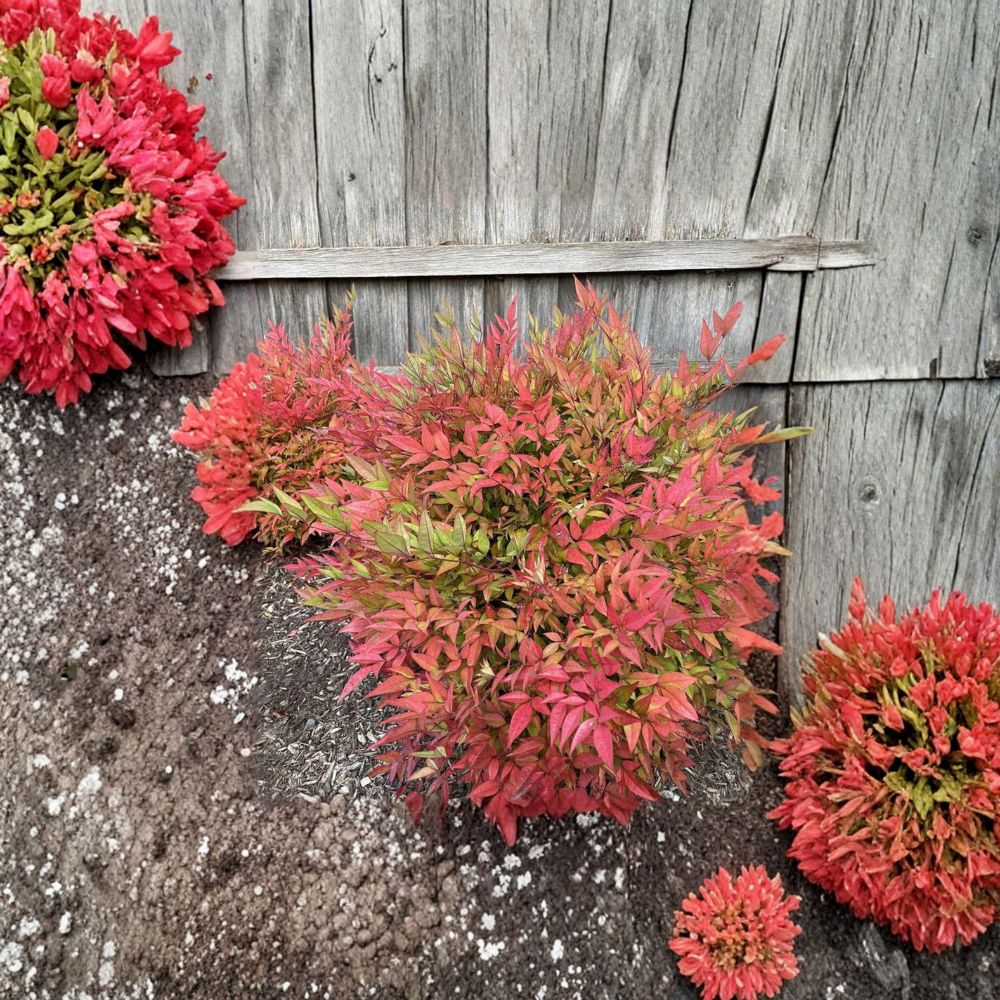 Dwarf Evergreen Shrub with Red Winter Foliage – Moon Bay Heavenly Bamboo Nandina domestica ‘Moon Bay’ Container Plant