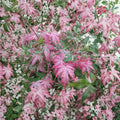 Pink Variegated Japanese Maple Acer palmatum ‘Oridono Nishiki’ – Rare Collector Tree in #3 Container