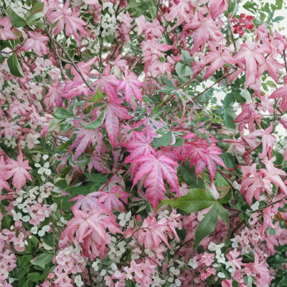 Pink Variegated Japanese Maple Acer palmatum ‘Oridono Nishiki’ – Rare Collector Tree in #3 Container