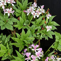 Pelargonium Citronellum Seeds – Lemon Scented Geranium, Fragrant Aromatic Plant, Pink Blooms, Easy to Grow, 5 Seeds