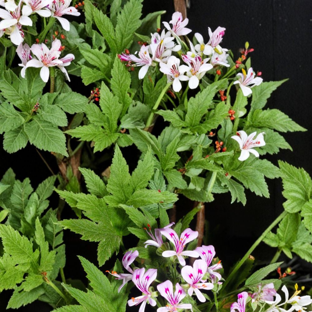 Pelargonium Citronellum Seeds – Lemon Scented Geranium, Fragrant Aromatic Plant, Pink Blooms, Easy to Grow, 5 Seeds