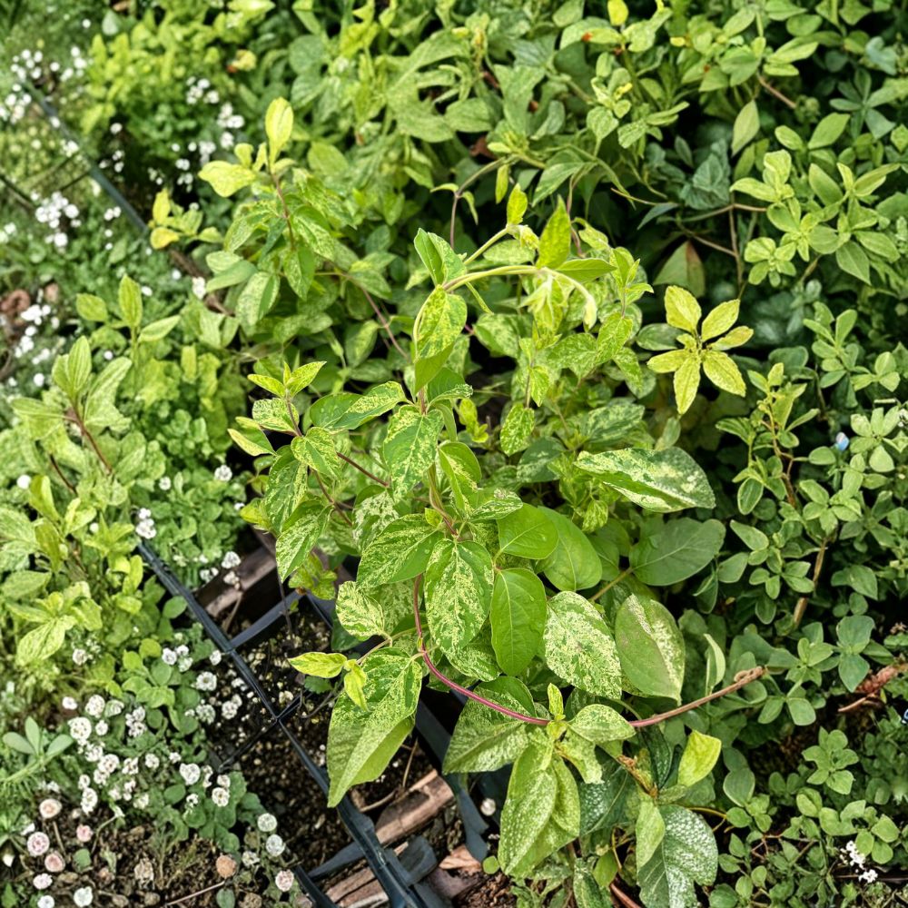 Variegated Japanese Honeysuckle Vine – Lonicera japonica ‘Mint Crisp’ Climber with Fragrant Flowers and Variegated Foliage
