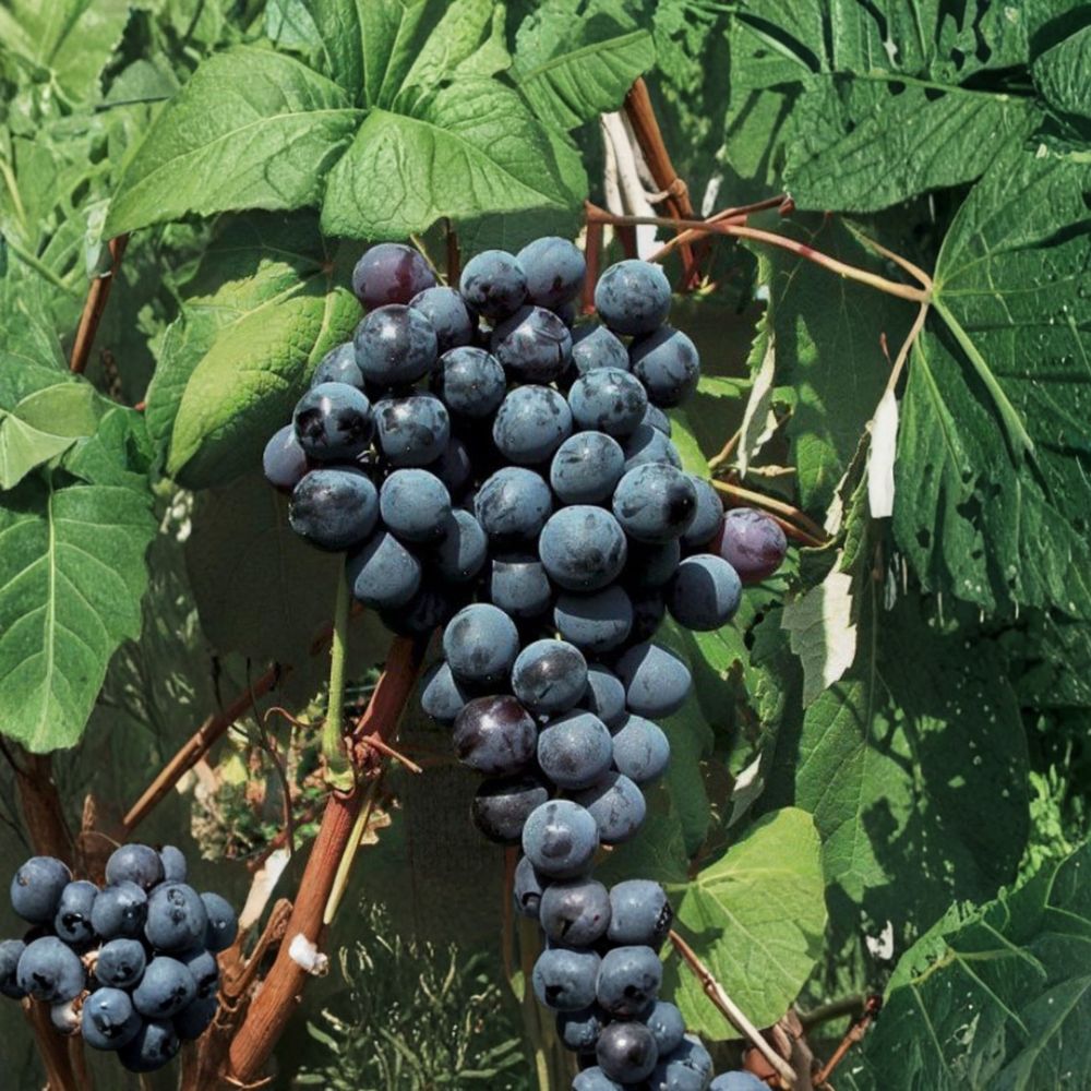 New York Muscat Grape Cuttings – Vitis vinifera Live Propagation Stems for Sweet Aromatic Table Grapes
