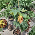 Acer japonicum ‘Attaryi’ Full Moon Japanese Maple Live Tree – 20–30 Inches, Fall Foliage, Collector Maple, Container Friendly