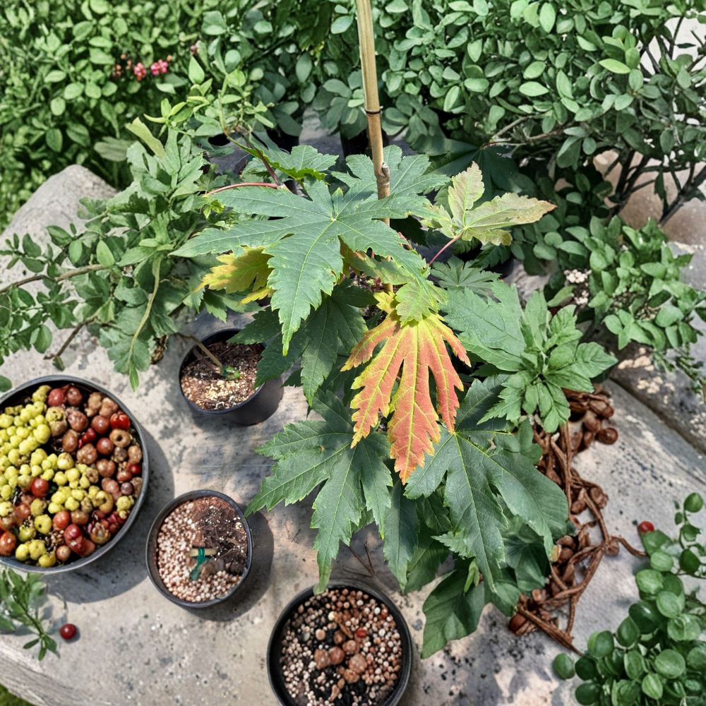 Acer japonicum ‘Attaryi’ Full Moon Japanese Maple Live Tree – 20–30 Inches, Fall Foliage, Collector Maple, Container Friendly