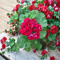 Double Red Geranium Cuttings – Pelargonium | 4 Fresh Unrooted Live Plants | Double Bloom Red Flowers | Patio & Garden Plant