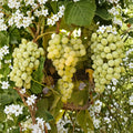 Seedless White Table Grape Plant – Cold Hardy Vitis hybrid for Fresh Eating, Desserts & Juice