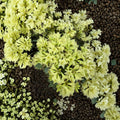 Dwarf Evergreen Rhododendron ‘Shamrock’ – Yellow Green Spring Blooms, Container Plant, Rhododendron hybrid
