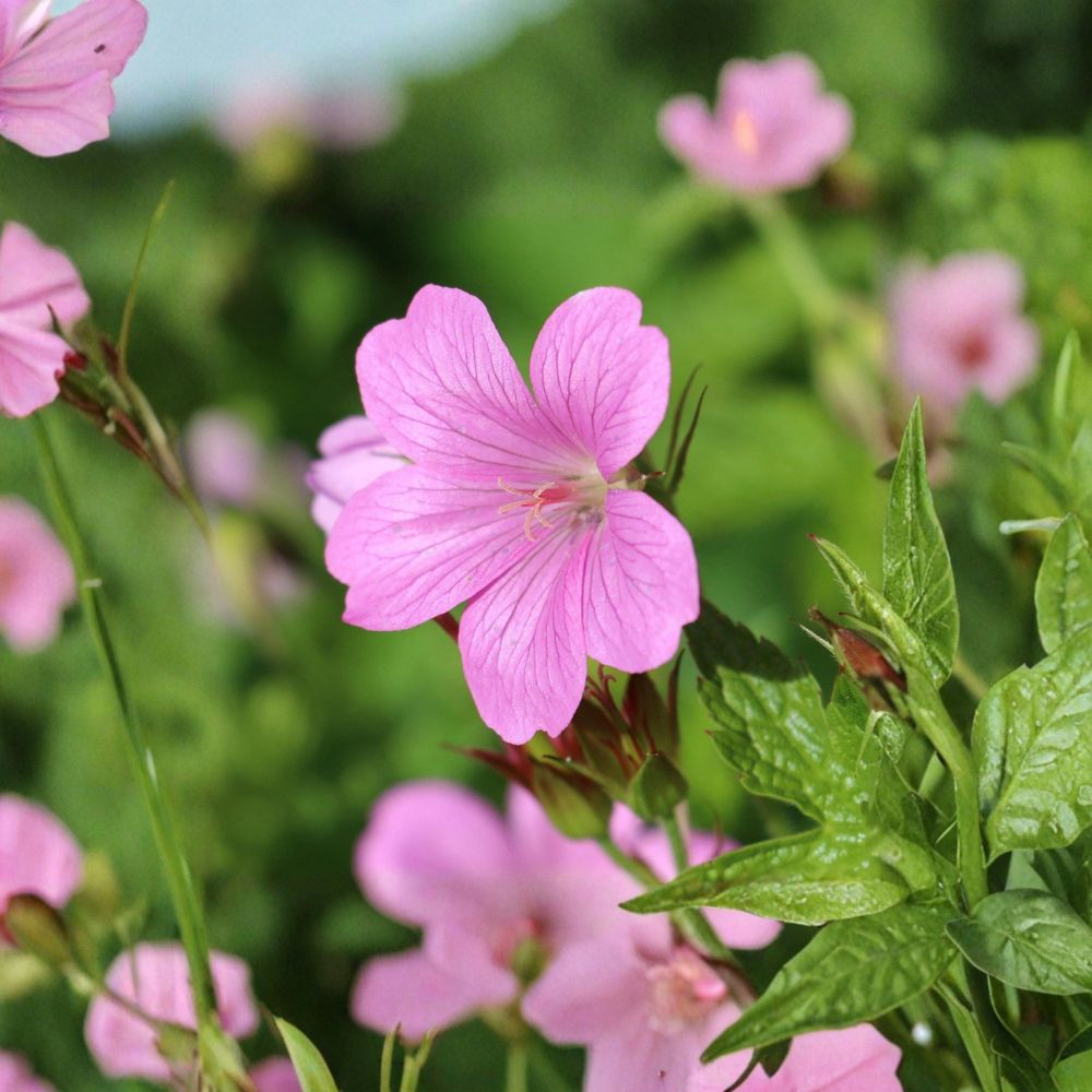 Geranium Tapestry Mix Bare Root Plants – Hardy Cranesbill Perennial with White, Pink, Purple, Blue Flowers