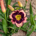 Rock Solid Daylily Bare Root Plants – Mauve Purple Perennial Flower, Reblooming, Hardy Herbaceous Hemerocallis