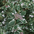 Mariesii Variegata Hydrangea – Live Lacecap Shrub in 2 Gallon Pot with Pink or Blue Summer Blooms, Variegated Foliage, Hydrangea macrophylla