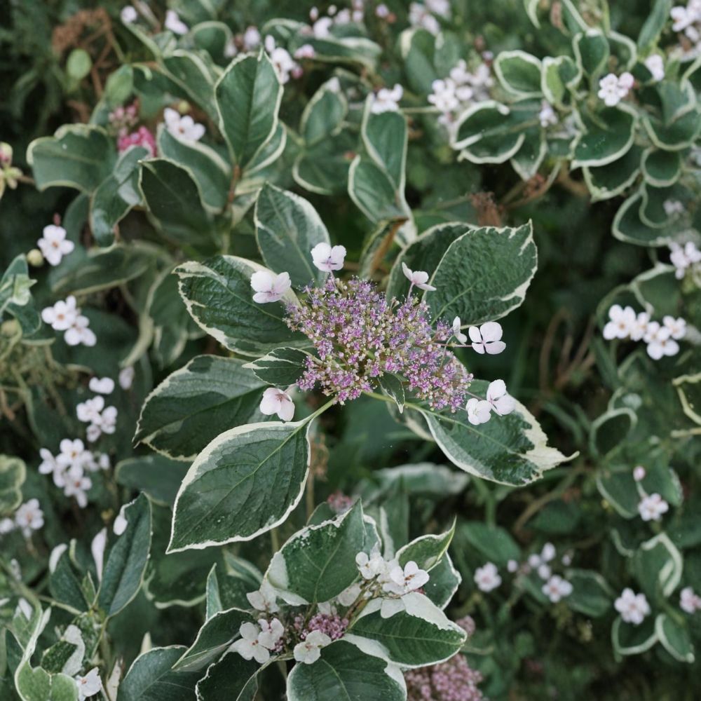 Mariesii Variegata Hydrangea – Live Lacecap Shrub in 2 Gallon Pot with Pink or Blue Summer Blooms, Variegated Foliage, Hydrangea macrophylla