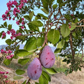 Prune D'Ente 707 European Plum Tree – Live Fruit Tree in Nursery Pot, Self-Fertile, Sweet Freestone, Edible Garden Plant