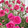 Climbing Rose Plant Large Pink Double Blooms Hardy Repeat Flowering Vine Rosa ‘Parade’ Nursery Pot