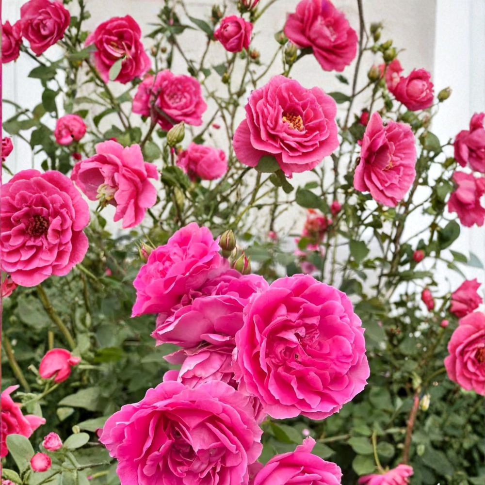 Climbing Rose Plant Large Pink Double Blooms Hardy Repeat Flowering Vine Rosa ‘Parade’ Nursery Pot