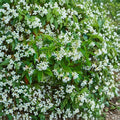 Star Jasmine Cuttings – Unrooted Propagation Material for Fragrant Climbing Vine – Trachelospermum jasminoides