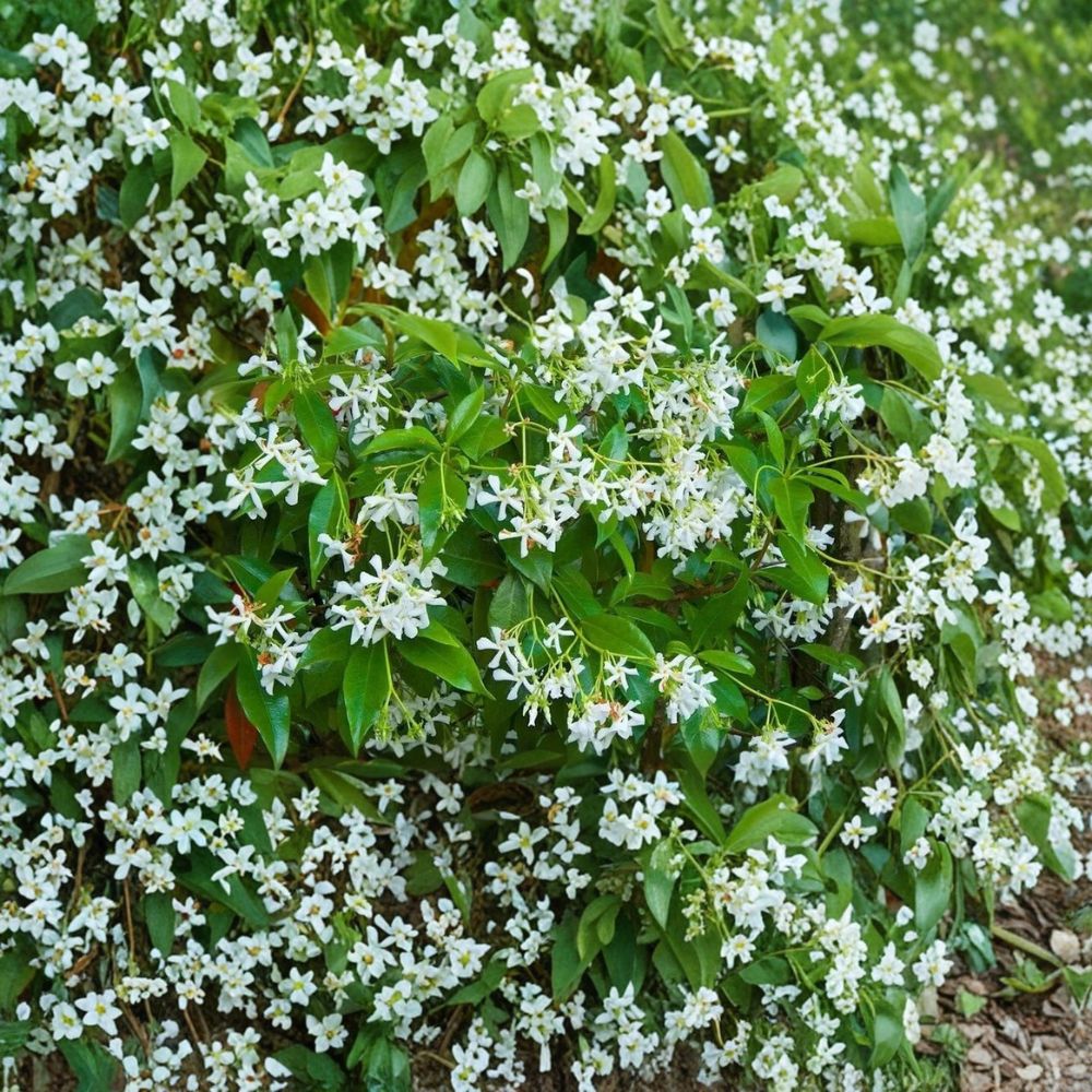 Star Jasmine Cuttings – Unrooted Propagation Material for Fragrant Climbing Vine – Trachelospermum jasminoides