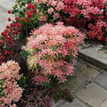 Pieris ‘Flaming Silver’ – Variegated Japanese Andromeda Evergreen Shrub in 1-Gallon Container with Red New Growth and White Flowers