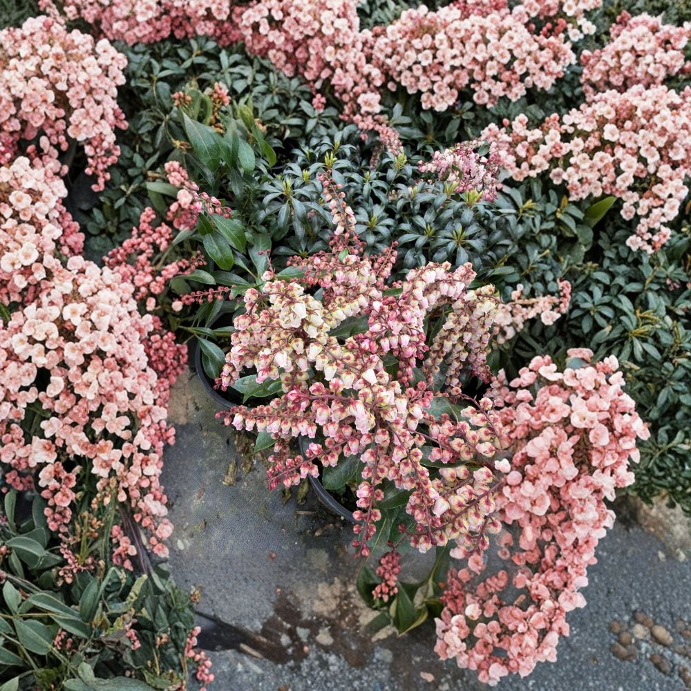 Pieris japonica ‘Valley Fire’ Live Evergreen Shrub – Red Spring Foliage & White Bell Flowers – #1 Container