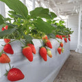 Akihime Japanese Strawberry Plants – Bare Root, Sweet Juicy Variety, Fragaria × ananassa