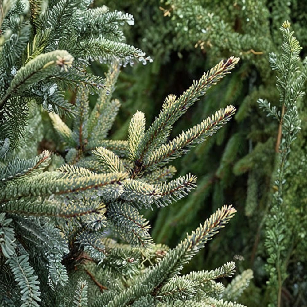 Aureovariegata Black Spruce Live Conifer Plant | Variegated Evergreen Tree in 1-Gallon Pot | Picea mariana Golden Spruce
