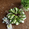 Raspberry Sundae Hosta – Variegated Shade Perennial with Raspberry Red Stems – Live Bare Root Division Plant