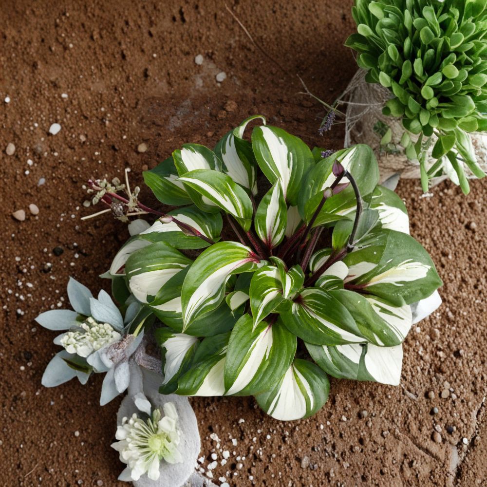 Raspberry Sundae Hosta – Variegated Shade Perennial with Raspberry Red Stems – Live Bare Root Division Plant