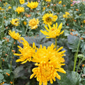 Japanese Golden Crown Mum Plant – Chrysanthemum × morifolium Live Perennial Flower with Large Golden Blooms in Nursery Pot