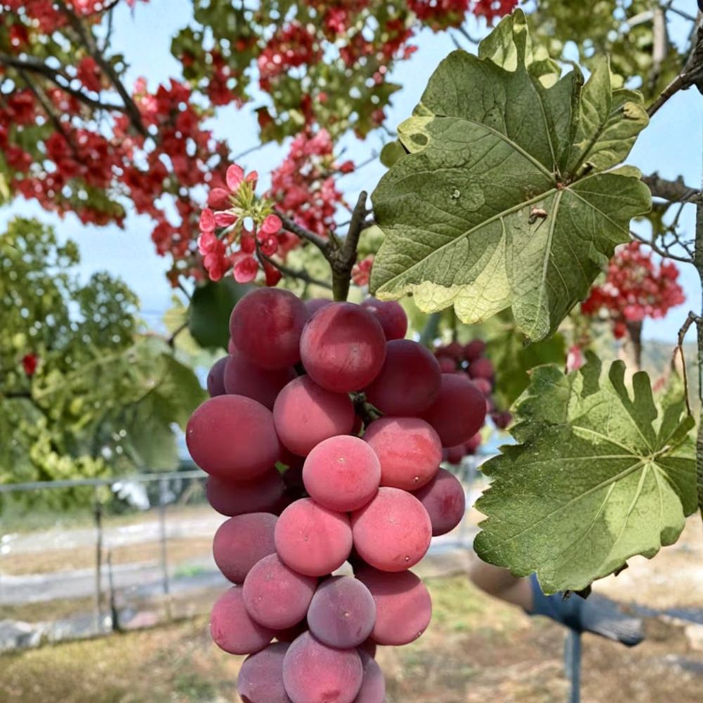 Japanese Queen Nina Grape Vine – Vitis vinifera Bare Root Live Grape Vine for Red Table Grapes, Premium Japanese Fruit Variety