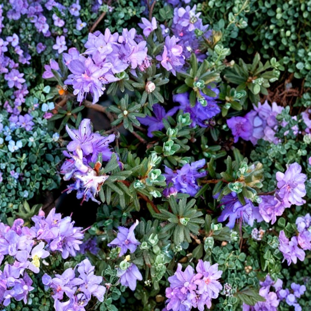 Dwarf Evergreen Rhododendron ‘Impeditum’ Live Shrub Compact Purple Blooms Landscape Plant