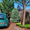 Pinus parviflora ‘Cleary’ Blue Japanese White Pine | Silver Blue Evergreen Conifer | #3 Container Plant