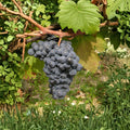 Carmine Wine Grape Plant – Vitis vinifera Live Vine in Nursery Pot, Cold Hardy Red Wine Grape for Backyard Vineyard