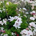 White & Purple Regal Geranium Cuttings – Pelargonium, Orchid-Like Blooms, 3 Live Unrooted 6-Inch Plant Clippings